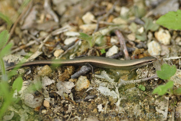 Snake-eyed Skink - Ablepharus kitaibelii   Not In Situ