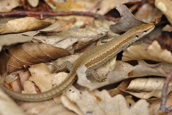 Meadow Lizard - Darevskia praticola 