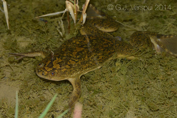 African Clawed Toad - Xenopus laevis