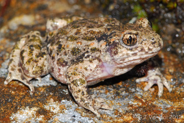 Common Midwife Toad - Alytes obstetricans