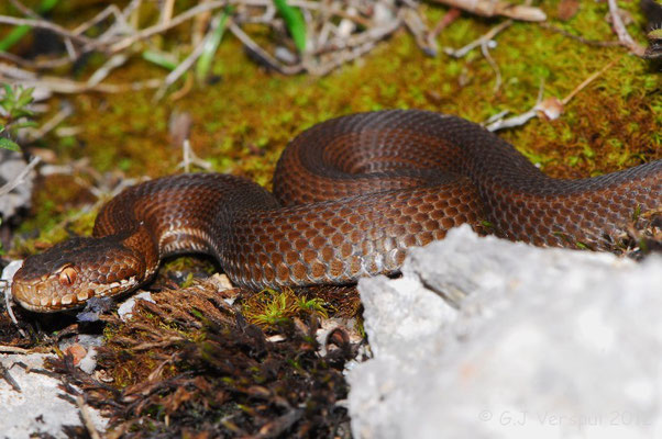 Seoane’s Viper - Vipera seoanei seoanei