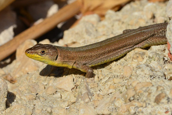 Dalmatian Wall Lizard - Podarcis melisellensis 