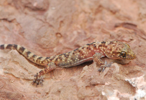 Turkish Gecko - Hemidactylus turcicus 