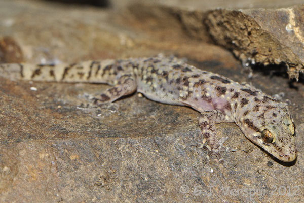 Turkish Gecko - Hemidactylus turcicus