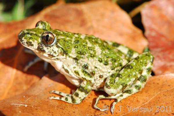 Parsley Frog - Pelodytes punctatus 