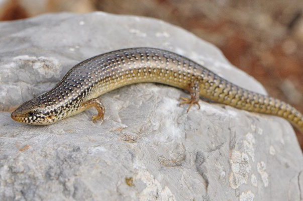 Ocellated Skink - Chalcides ocellatus 