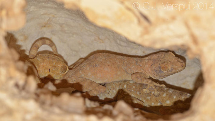 Sinai Fan-Fingered Gecko's - Ptyodactylus guttatus, In Situ