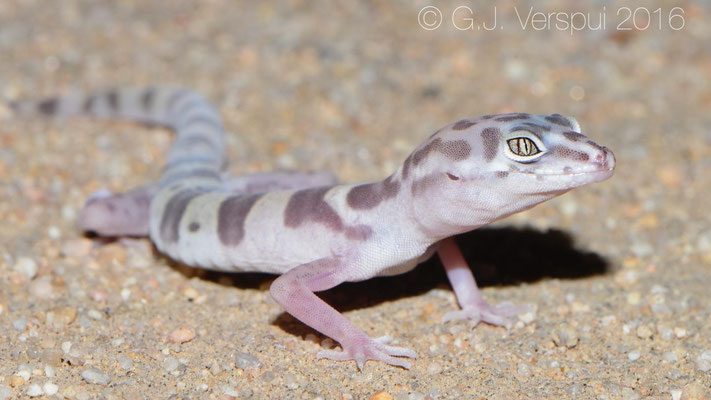 Western Banded Gecko (Coleonyx variegatus) Not In Situ