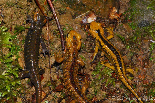 Fire Salamanders - Salamandra salamandra alfredschmidti