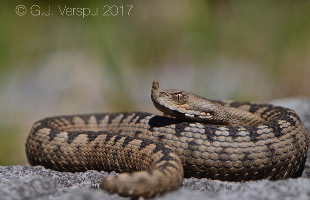 Nose-horned Viper - Vipera ammodytes