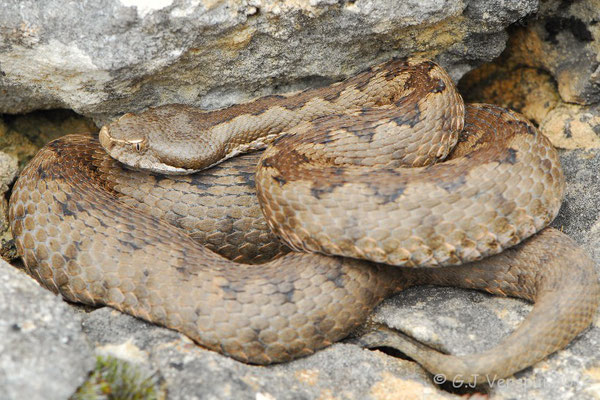 Lataste’s Viper - Vipera latastei