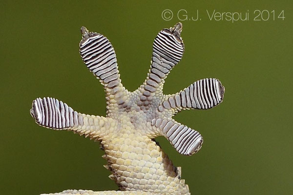 Moorish Gecko - Tarentola mauritanica
