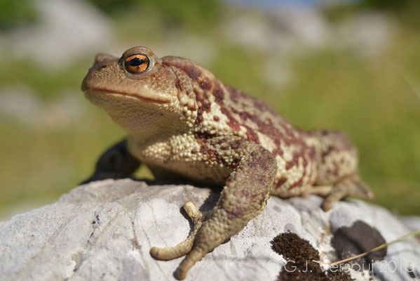 Common Toad - Bufo bufo