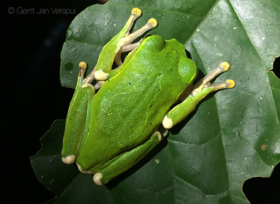 Kivu Tree Frog - Leptopelis kivuensis, iPhone pic