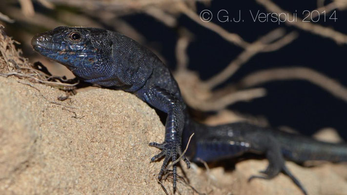  Mainland Lilford's Wall Lizard - Podarcis lilfordi 