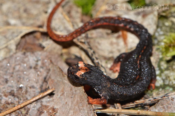 Southern Spectacled Salamander - Salamandrina terdigitata