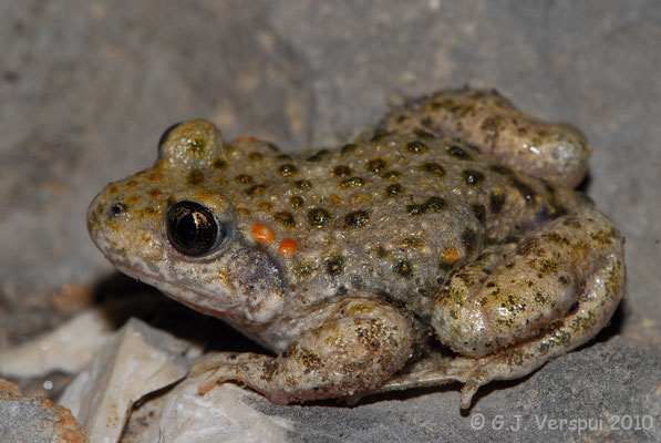 Common Midwife Toad - Alytes obstetricans