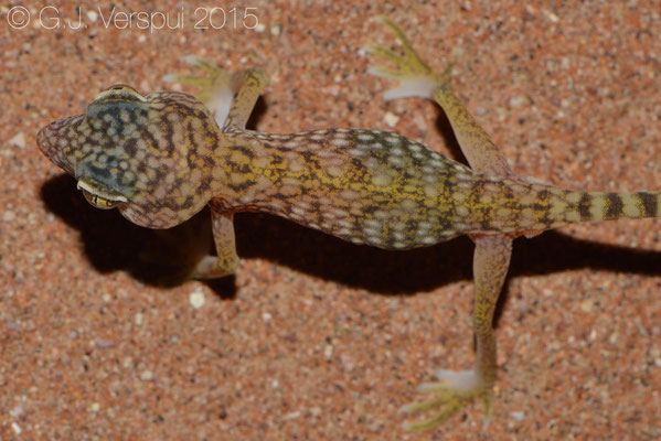 Stenodactylus doriae, In Situ
