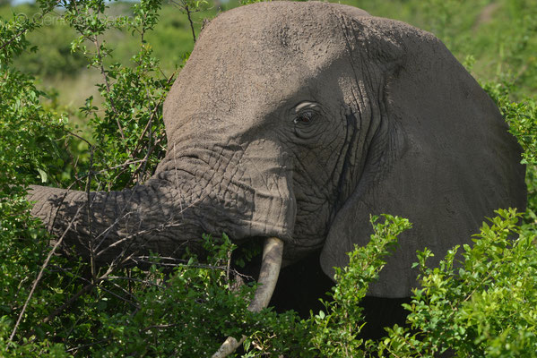 African Bush Elephant - Loxodonta africana