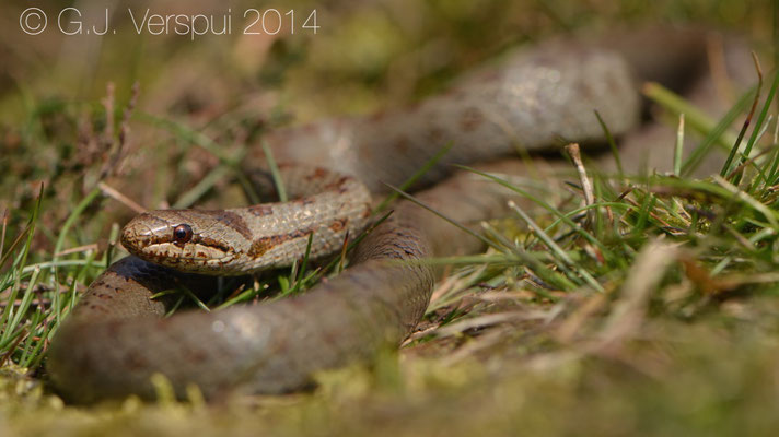 Male Smooth Snake - Coronella austriaca