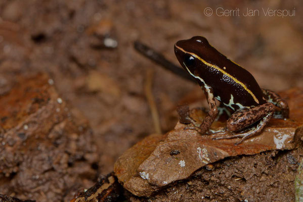 Phyllobates lugubris