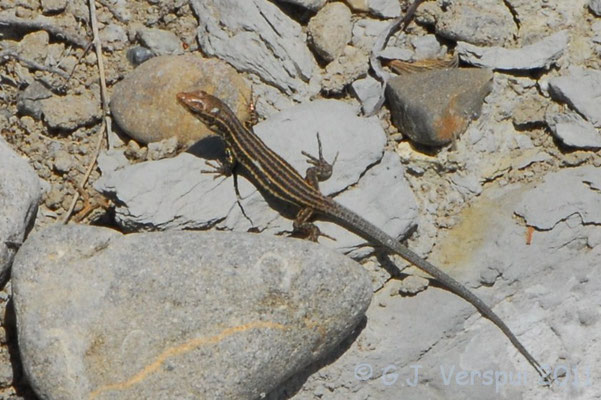 Catalonian Wall Lizard - Podarcis liolepis (juvenile)   In Situ