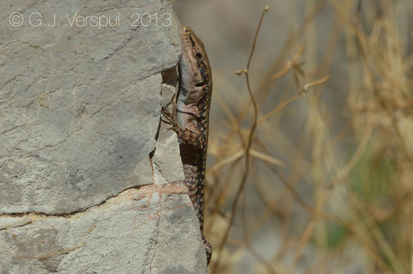 Hermon Lizard - Phoenicolacerta kulzeri    In Situ