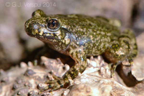 Southern Midwife Toad - Alytes dickhilleni