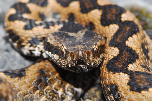 Lataste’s Viper - Vipera latastei