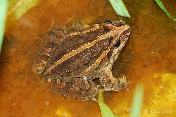 Iberian Painted Frog - Discoglossus galganoi    In Situ