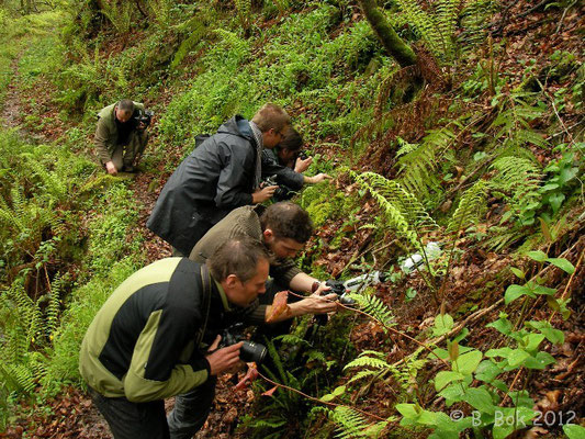 Photographing Fire Salamanders © Bobby Bok