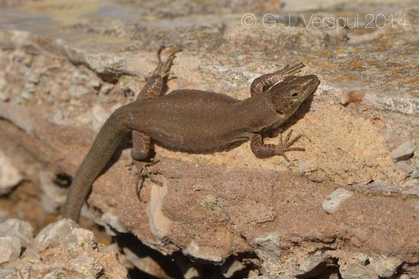 Ibiza Wall Lizard - Podarcis pityusensis