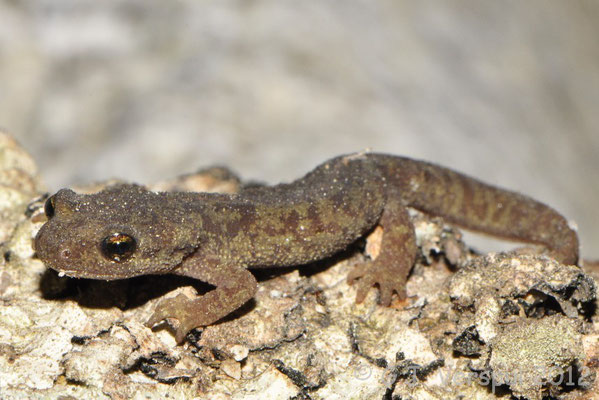 Corsican Brook Newt - Euproctus montanus 