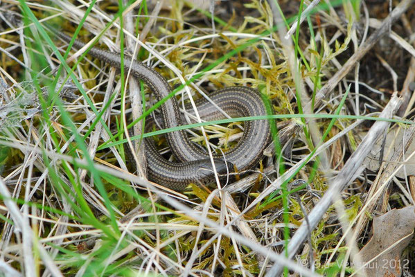 Western Three-toed Skink - Chalcides striatus    In Situ