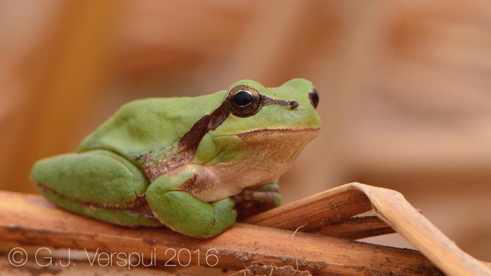 Hyla meridionalis