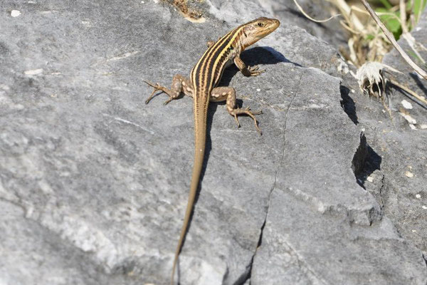 Peloponnese Wall Lizard - Podarcis peloponnesiacus (Female)   In Situ