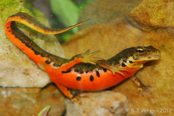 Bosca’s Newt - Lissotriton boscai