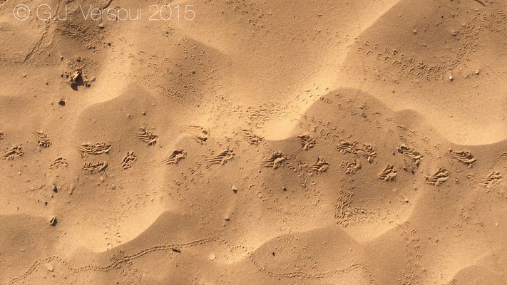 Unidentified tracks around Tighmert