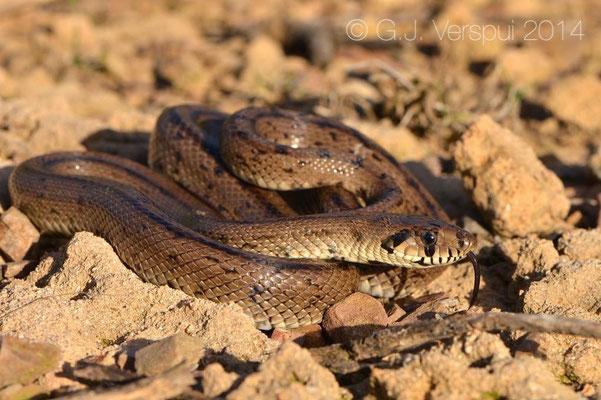 Second Ladder Snake - Rhinechis scalaris