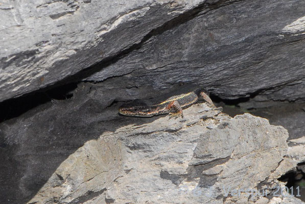 Aran Rock Lizard - Iberolacerta aranica    In Situ