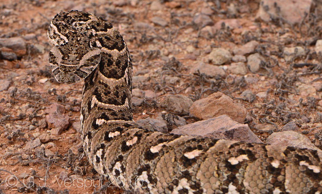 Bitis arietans