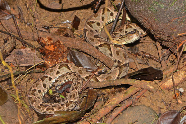 Bothrops asper, around 130 cm, this one was much more skinny compared to our first one, the head size was a lot smaller too.