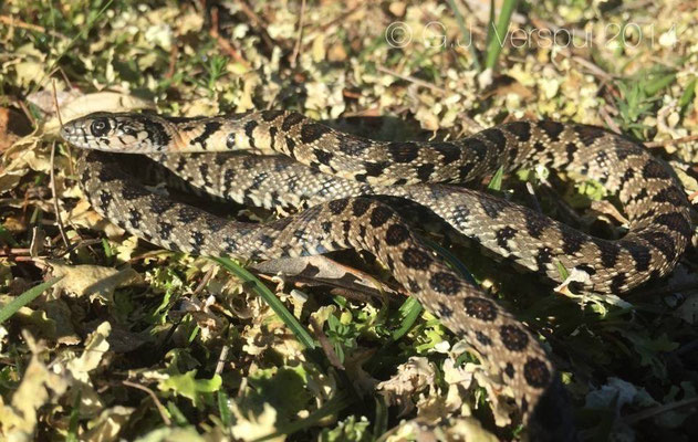 Horseshoe Whip Snake - Hemorrhois hippocrepis, found by Siem, close to Magaluf.