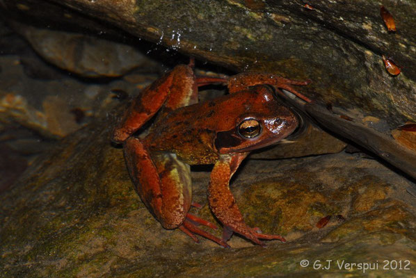 Grass Frog - Rana temporaria temporaria    In Situ