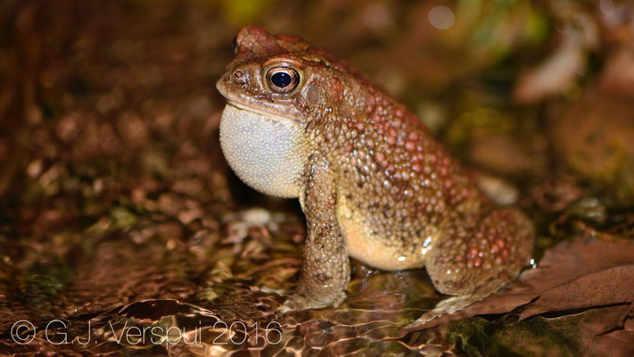 Sclerophrys mauritanica