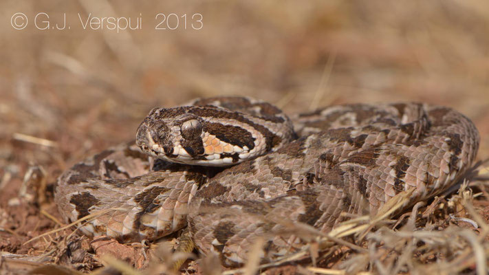 Palestine Viper - Daboia palaestinae