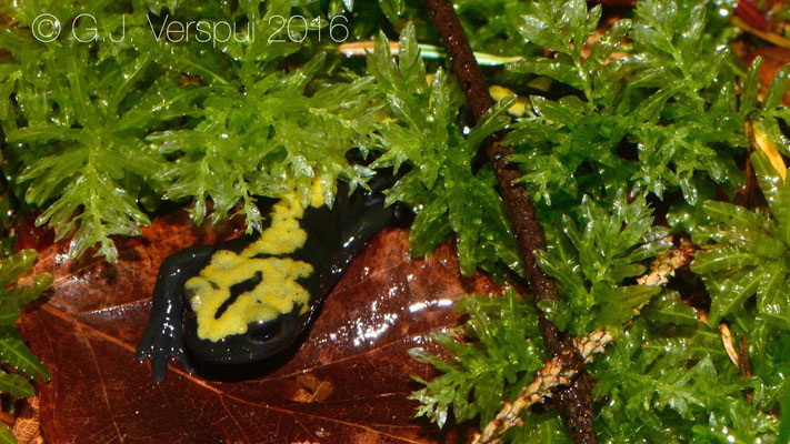 Third 'golden' Alpine Salamander - Salamandra atra aurorae