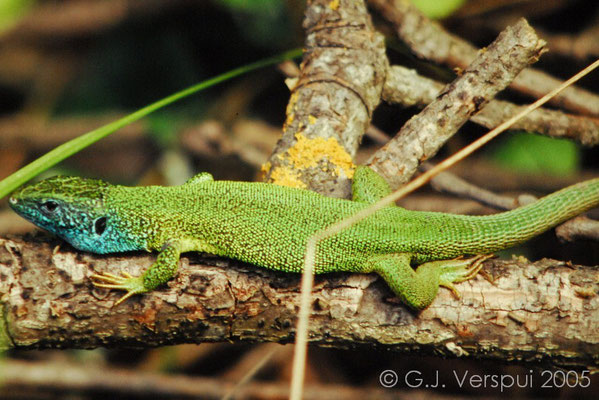 Eastern Green Lizard - Lacerta viridis    In Situ