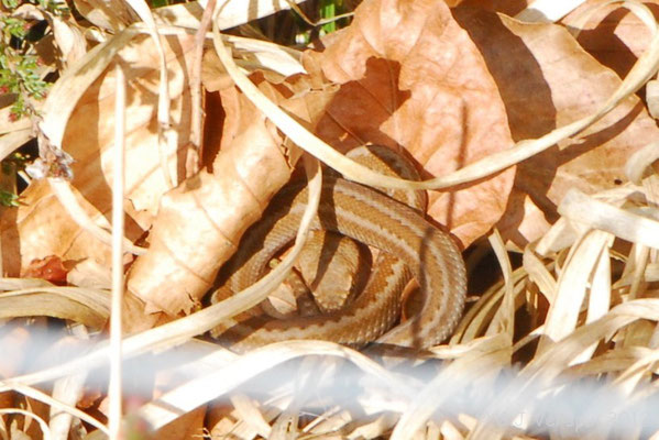 Second Seoane’s Viper - Vipera seoanei seoanei (juvenile)   In Situ