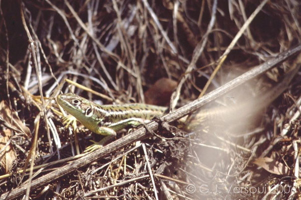 Western Green Lizard - Lacerta bilineata    In Situ